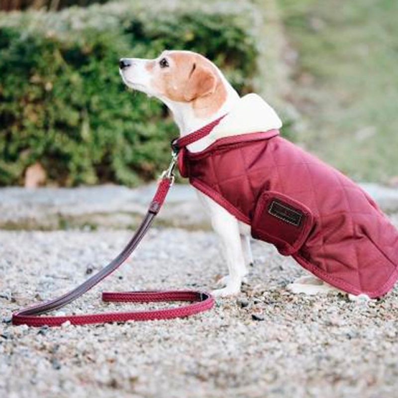 Kentucky Plaited Nylon Dog Lead
