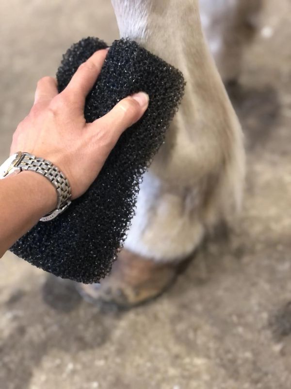 Tiger's Tounge