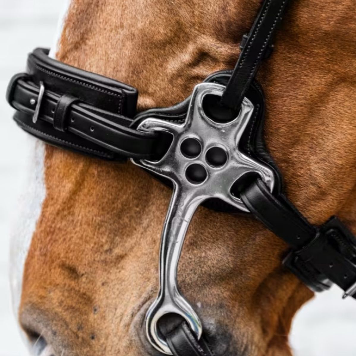 Dyon Hackamore
