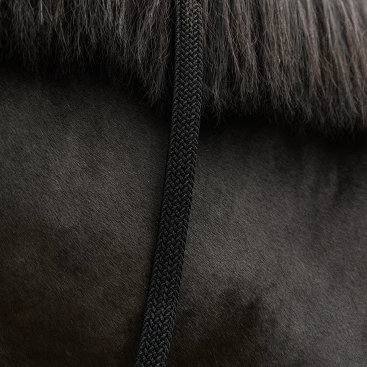 Kentucky Plaited Nylon Leietau