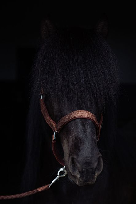 Hovedbilde Top Reiter Glitrandi Grimesett - Copper