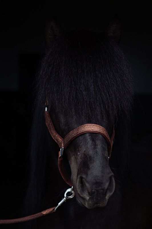 Top Reiter Glitrandi Grimesett - Copper