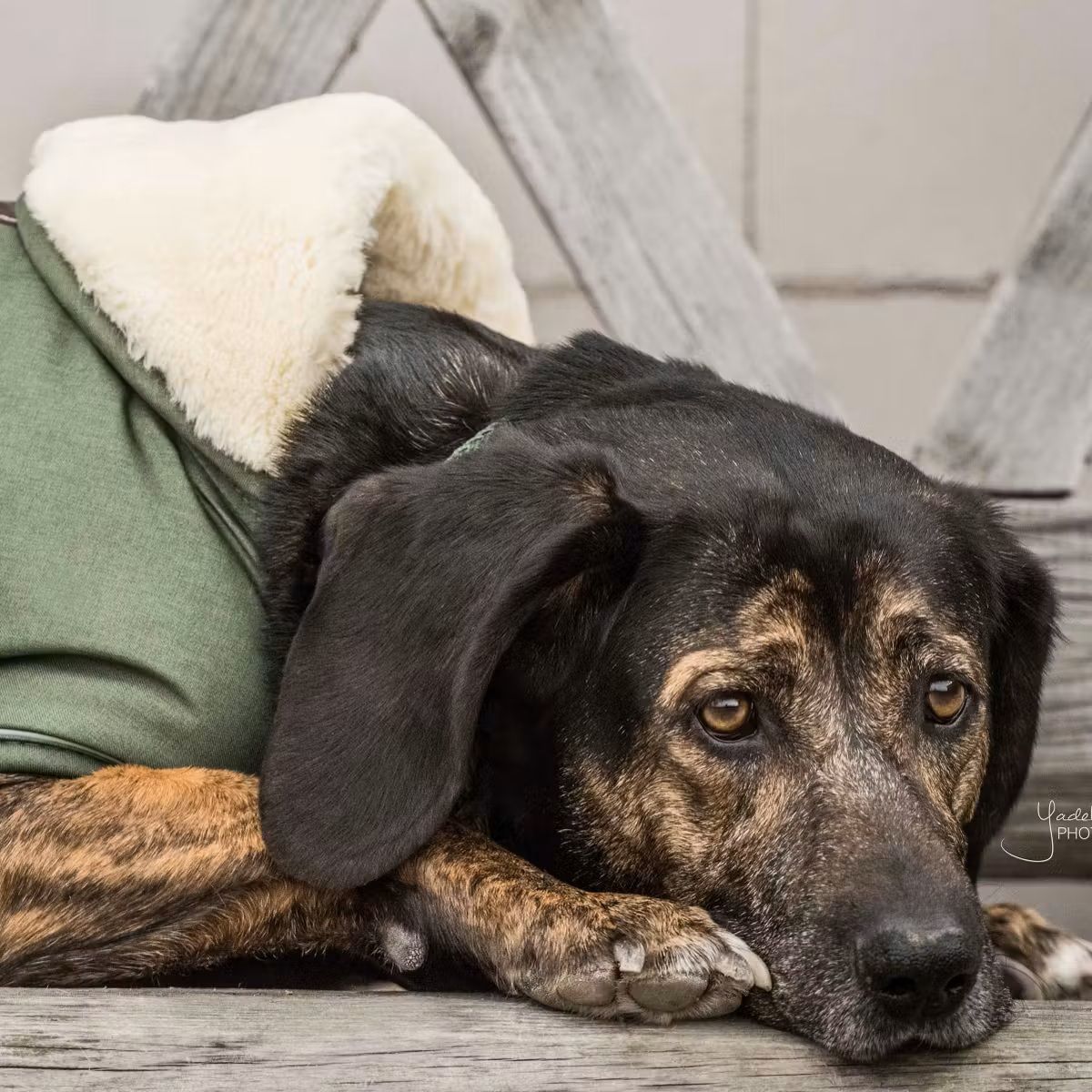 Kentucky Dog Rug Waterproof