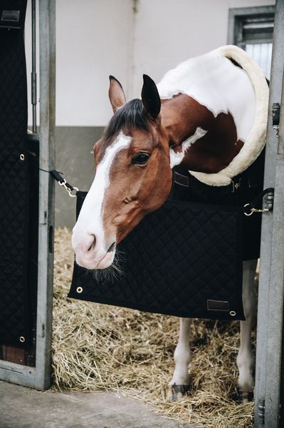 Hovedbilde Kentucky Stable Guard