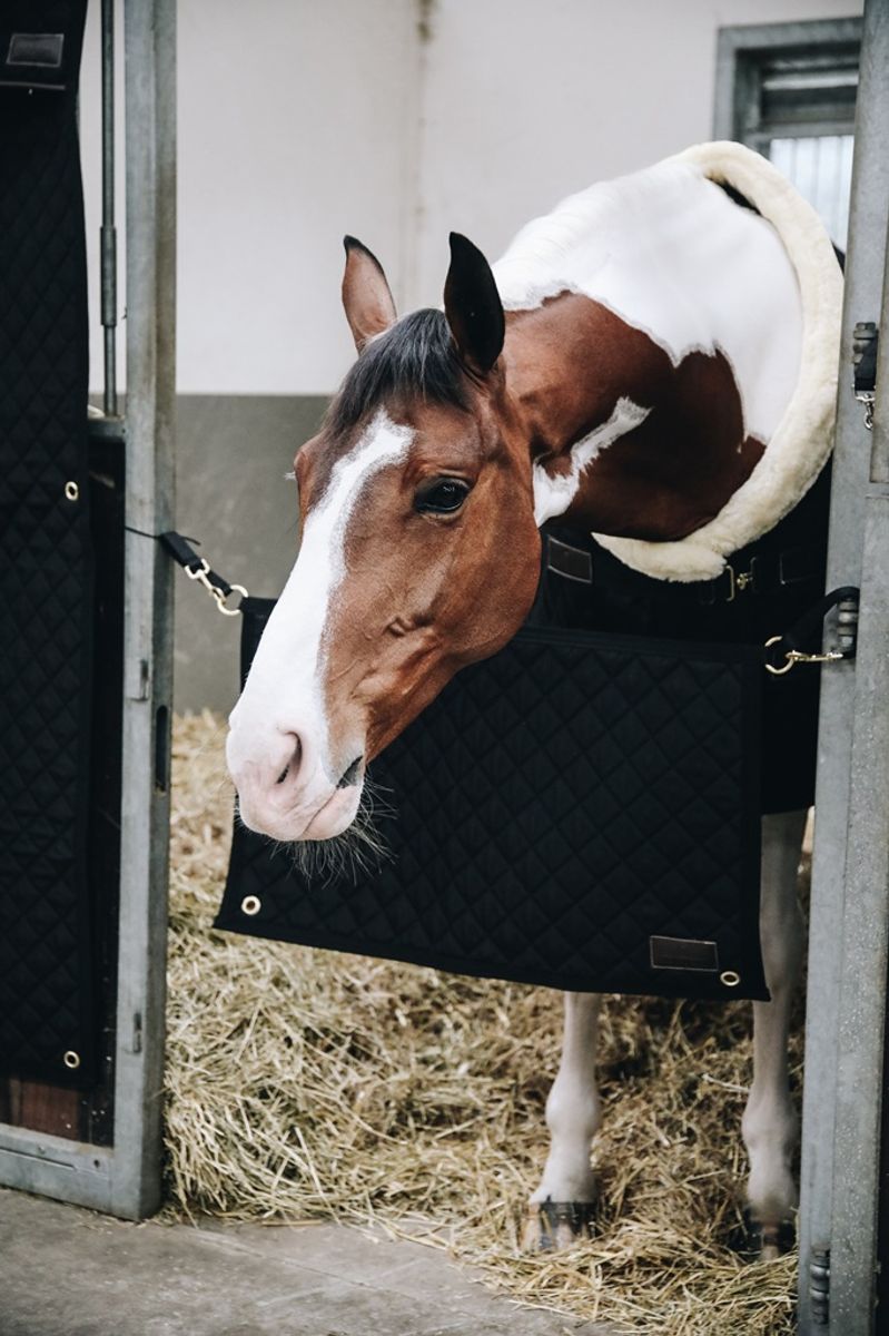 Kentucky Stable Guard