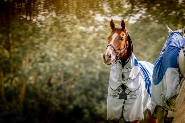 Hovedbilde Rambo Autumn Series