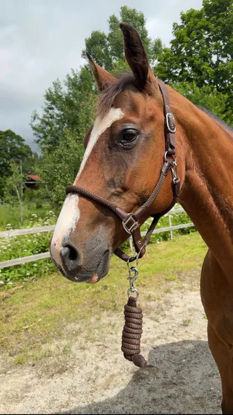 Hovedbilde SE Design Taugrime Sett