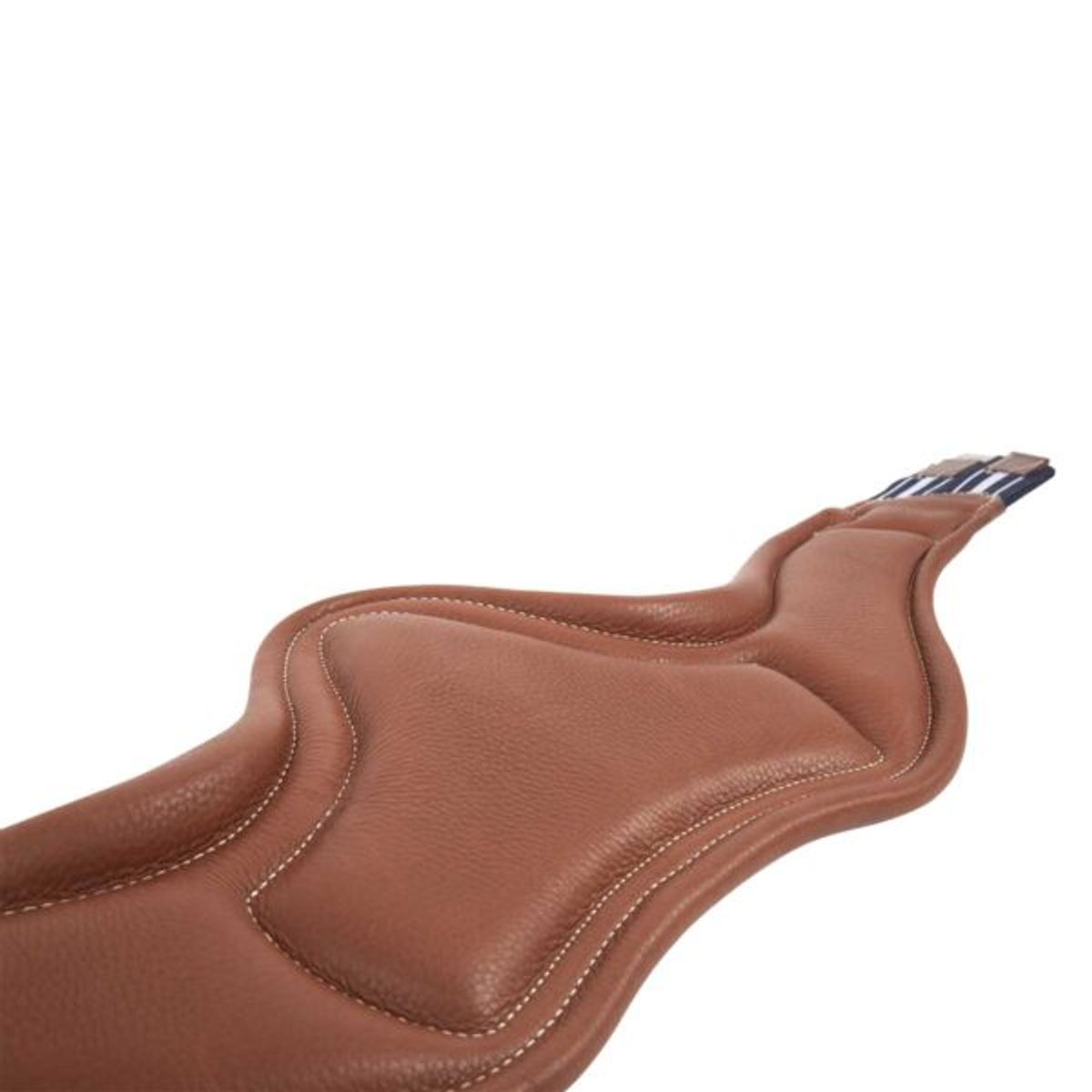 Antares anatomisk gjord