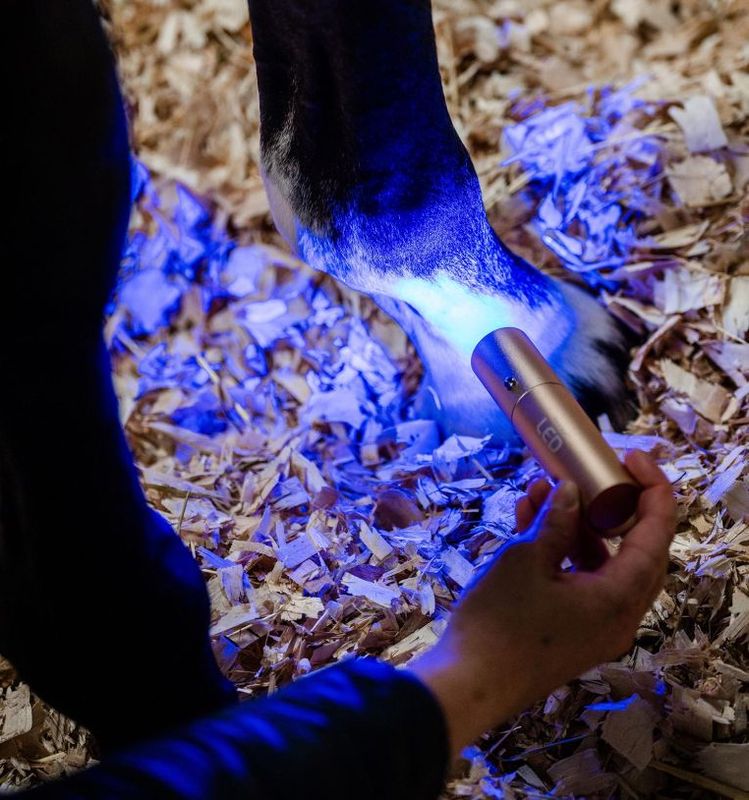 Horseware LED Red Light Therapy Wand