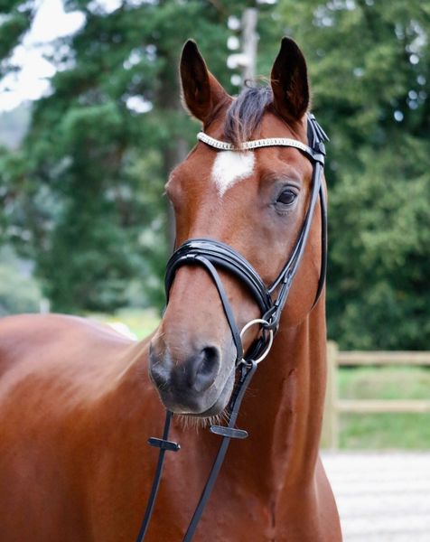 Hovedbilde SE Design Zircon Rundsydd Dressurhodelag 