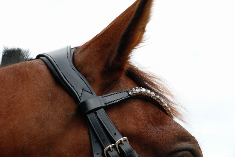 SE Design Onyx Dressur Hodelag
