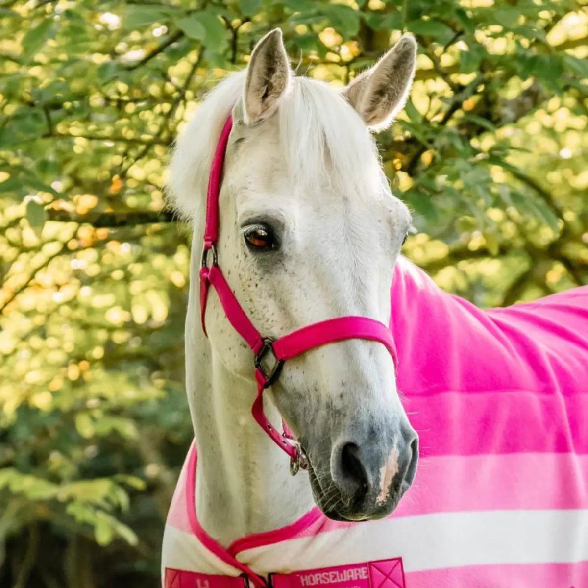 Horseware Newmarket Grime & Leietu - Witney Pink