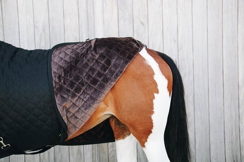 Kentucky Show Rug 160gr