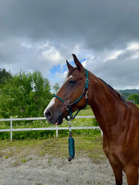 Hovedbilde SE Design Taugrime Sett